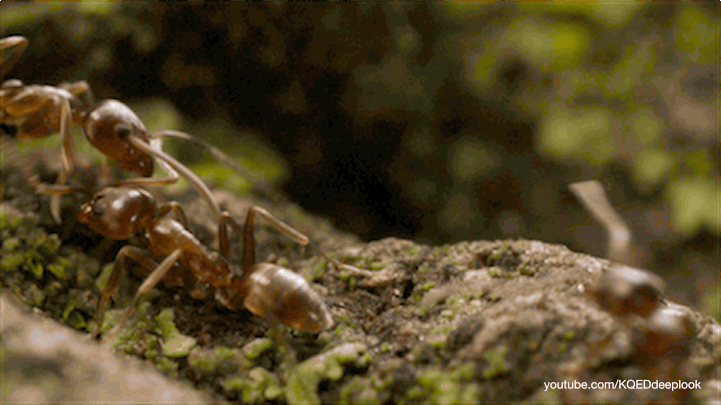 dl308_argentine-ant-touch-antenna_720